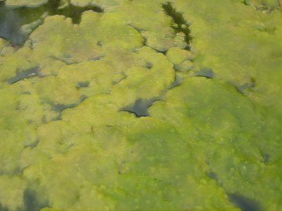 微生物的分類(lèi)